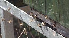 Velké mrazy mohou uškodit i včelám. Teploty pod nulou mají být i ve středu ráno