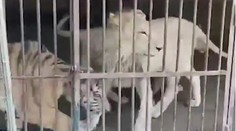 Tajná nahrávka z 'farmy' Berousek! Takhle se obchoduje s tygry
