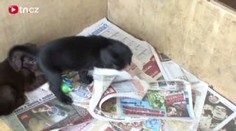 VIDEO: Psí babyboom flat coated retrieverů: Sedmnáct štěňat najednou