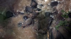 Šest slonů spadlo z vodopádu a zemřelo. Chtěli zachránit malé slůně