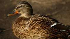 Ptačí chřipka se dál šíří. Veterináři musí utratit 40 tisíc kachen