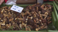 Chodíte rádi na houby? Můžete na tom i vydělat! Přehled výkupen hub