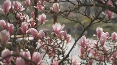 Dechberoucí podívaná. Největší japonská zahrada v Evropě vítá první návštěvníky