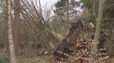 Sucho ohrožuje české lesy! Hrozí, že z nich zmizí jehličnany