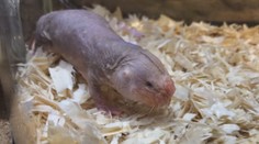 Necítí bolest, žijí dlouho. ZOO v Plzni má pozoruhodné rypoše!
