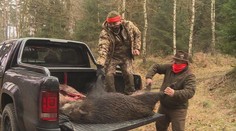 Africký mor prasat se v Česku rozšířil. Platí mimořádná opatření