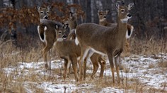 Experti se obávají velké hrozby pro lidi! Koronavirus odhalili u jelenů