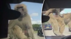 Orgie na safari: Nadržené opice dohnaly holčičku k slzám! VIDEO