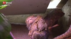 Nejmenší opice světa vyvedla mládě v jihlavské zoo