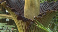 Botanická zahrada v Liberci slaví 130. výročí, je nejstarší v Česku