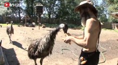 VIDEO: V horku se sprchují i pštrosi