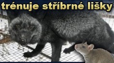 Čínská armáda trénuje stříbrné lišky