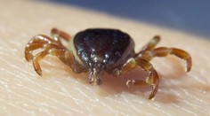 ČHMÚ varuje před klíšťaty. Doporučovaný doplněk stravy vás neochrání, varuje biolog