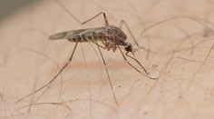 Vědci odhalili, proč je někdo magnet na komáry. Může za to pití piva nebo pot