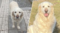 Paní Vondráčková prosí o pomoc. Někdo měl její rodině ukrást asistenčního psa