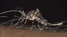 Do Česka se stěhuje "cizí" hmyz. I komáři přenášející malárii