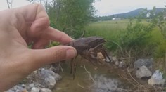 Záchranná akce vzácného raka: Vymírá kvůli račímu moru