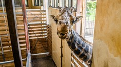 Smutná zpráva z pražské zoo. Zemřel žirafí samec Johan