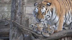 To je roztomilost! Zoologická zahrada Hluboká se pyšní novým přírůstkem