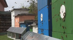 Zájem o med láká zloděje. Policisté řeší krádeže úlů