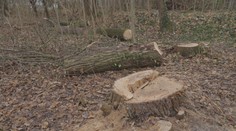 Muž pokácel 10 vysokých stromů. Vyšetřuje ho za to policie