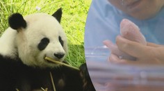 V berlínské zoo se narodila pandí mláďata! Lidé je ale zatím neuvidí