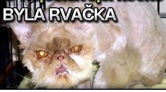 O nejošklivější kočku byla rvačka. Už má nový domov