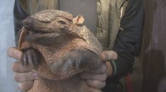 Co dělají pásovci? Hrabou, legračně spí a perou se s nohou ošetřovatele