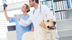 Veterináři varují: Tyhle dobroty můžou vaše mazlíčky i zabít!