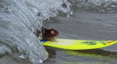 NEUVĚŘITELNÉ VIDEO: Potkani surfují na mořských vlnách