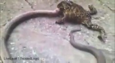 To jste ještě neviděli: Obří žába přepadla hada! VIDEO