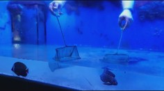 Tornádo na Hodonínsku poničilo také zoo, stěhovat se musela i samice žraloka