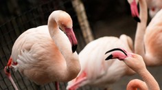 Brutální útok v jihlavské zoo! Malé děti ukamenovaly plameňáka