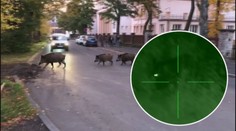 Zlín řeší problém s divočáky po svém! Za každého uloveného vyplácí tisíce