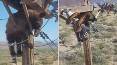 Medvěd kaskadér vylezl na elektrický sloup. Lidé skončili bez proudu