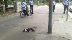 Vrah psů z Nuseláku zůstává v Bohnicích. Lidé mu přejí smrt