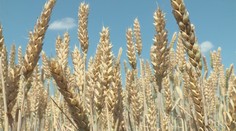 Evropští farmáři chtějí obnovení cla na ukrajinské obilí. Nemohou prodat to své