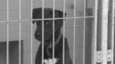 Desítky psů trpěly v hrozivé množírně, seniorka již čelí obvinění