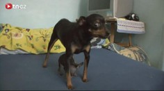 Nejmenší psík na světě váží 200 gramů. DALŠÍ REKORDY!
