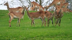 Antilopy na útěku! Přívalový déšť vyvrátil plot zoo ve Dvoře Králové