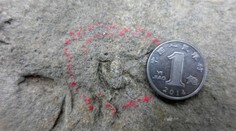 Nový objev! Vědci odhalili dosud nejmenší fosilní stopu dinosaura