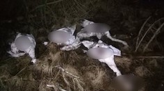VIDEO: Labutím někdo vyřezal maso z hrudníku, našli je kolemjdoucí