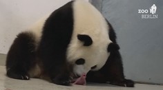 VIDEO: V Berlínské ZOO se narodila pandí mláďata