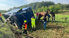 Nehoda kamionu převážejícího koně na dálnici D8. Řidič byl opilý