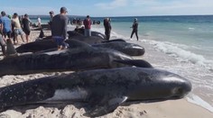 VIDEO: Na pláži uvázlo přes sto velryb. Lidé spojili síly a desítky z nich zachránili