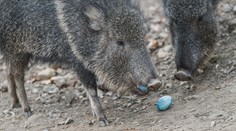 VIDEO: Velikonoční nadílka v pražské zoo. Zvířata si dopřála barevná vajíčka