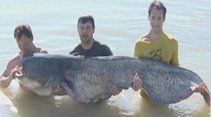 Chytili obřího sumce: 252 cm a 100 kilo
