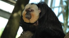 Zlínská zoo žádá o pomoc. Někdo tam nakrmil opice čokoládou