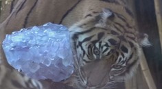 Zoo ve světě bojují s vedry. Zvířata ochlazujeme podobně jako lidi, říká chovatel