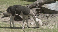 Zvířata v zoo dostala letní sestřih. Slunné dny tráví převážně ve stínu